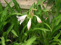 Cách dùng cây Trinh Nữ Hoàng Cung hiệu quả